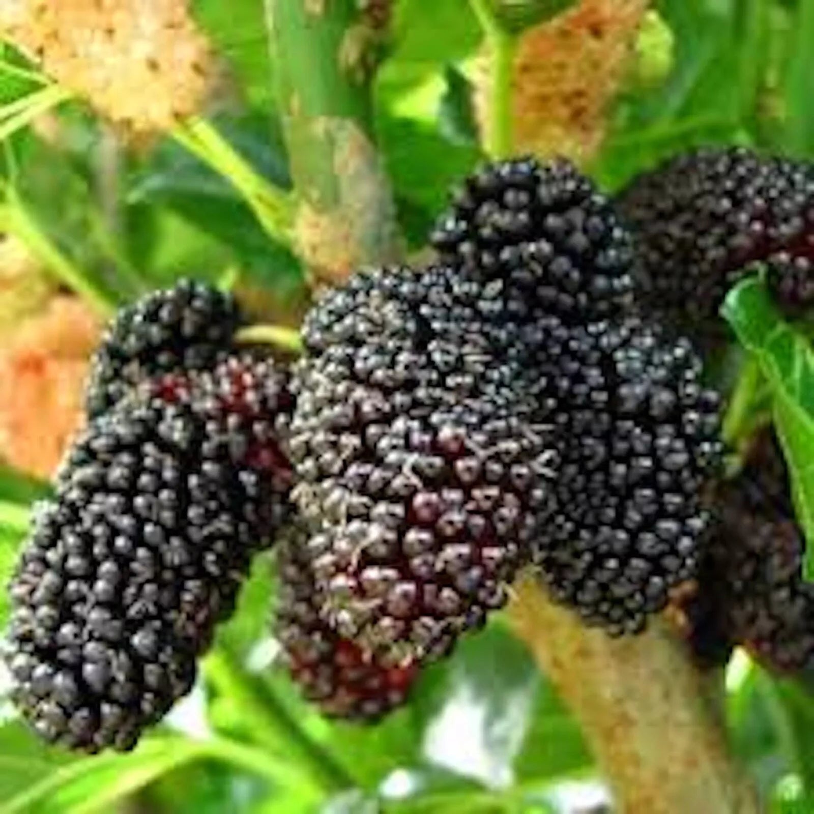 Dwarf Mulberry Tree Starter Plant - 10 Bare Root Everbearing Morus nigra - Edible Fruit, Cold Hardy, Self-Pollinating
