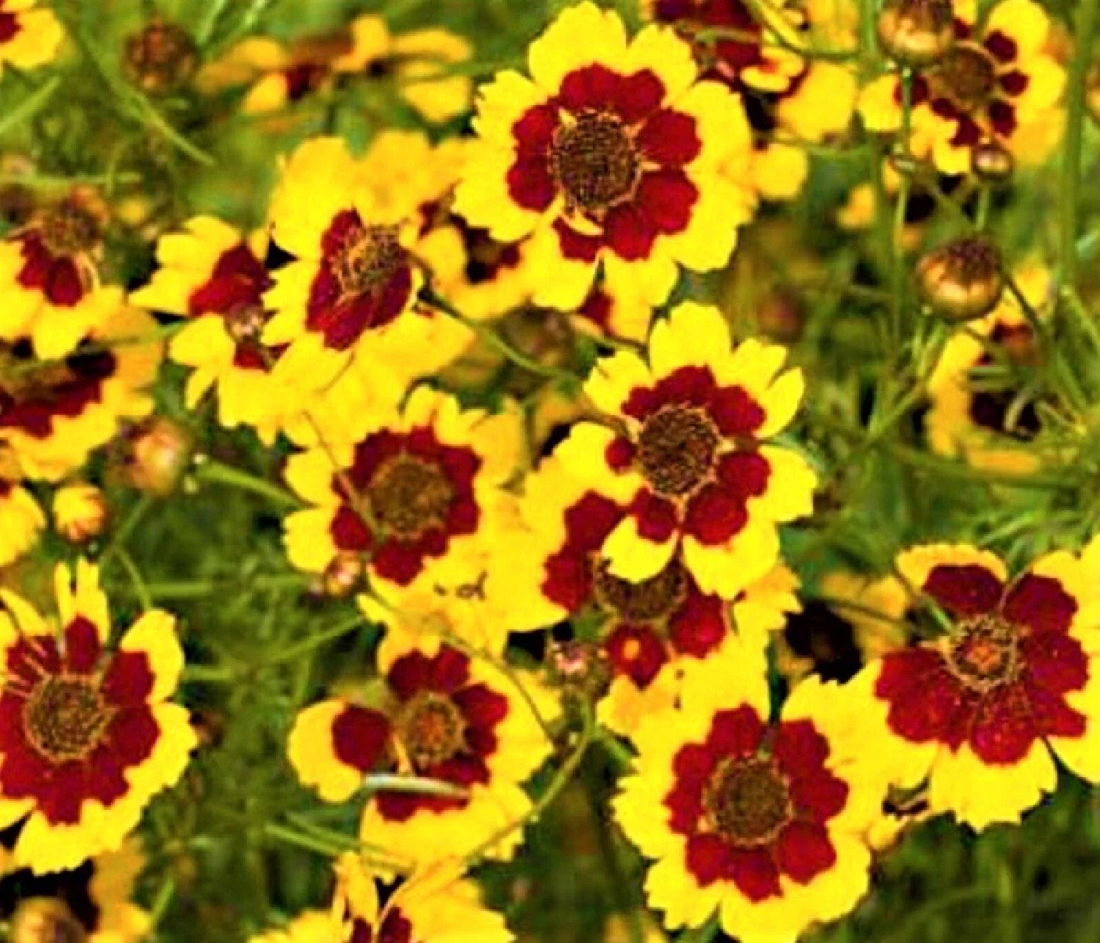 Coreopsis Seeds - Plains Coreopsis - 300+ Non-GMO Seeds - Coreopsis tinctoria