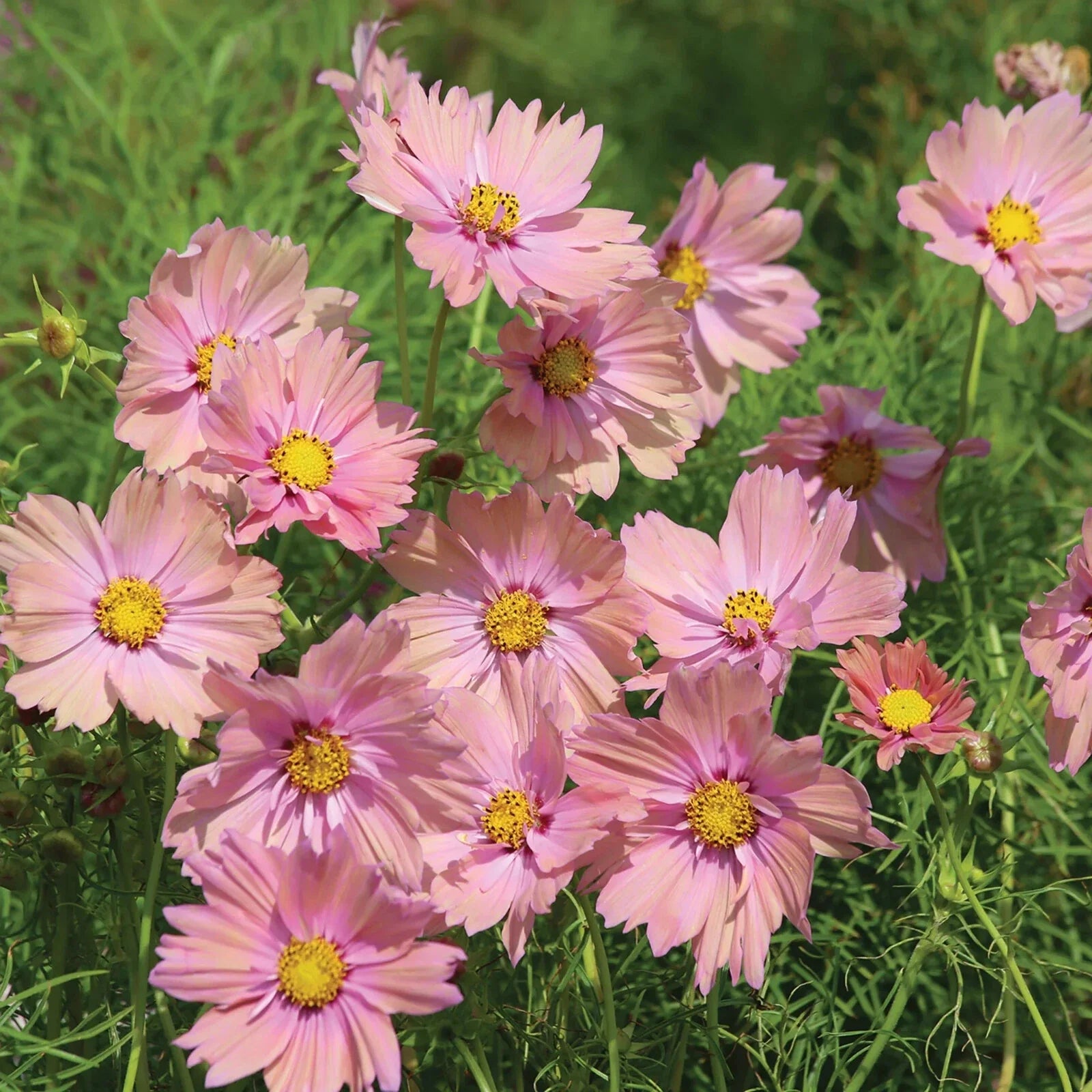 Apricotta Cosmos Seeds - 200+ Pack for Garden Planting - Bright Orange Flowers - Cosmos bipinnatus