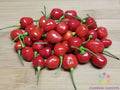 Guyana Wiri Wiri Hot Pepper Seeds - 25+ Count - Capsicum Chinense - Perfect for Garden Planting - USA Grown