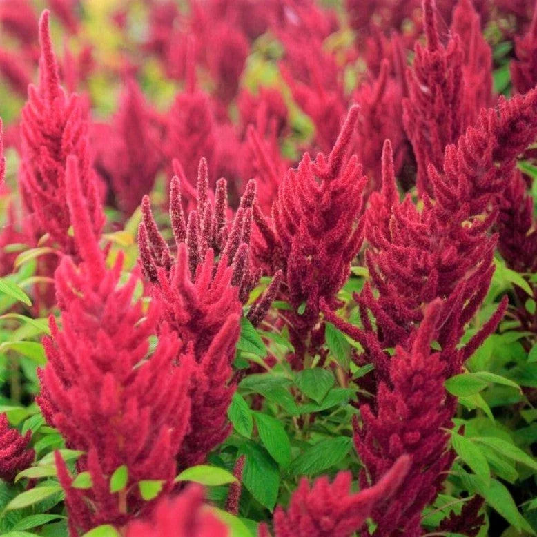 Red Garnet Amaranth Seeds - 2000+ Count - Tropical Edible Greens - Amaranthus cruentus - For 2025 Planting USA