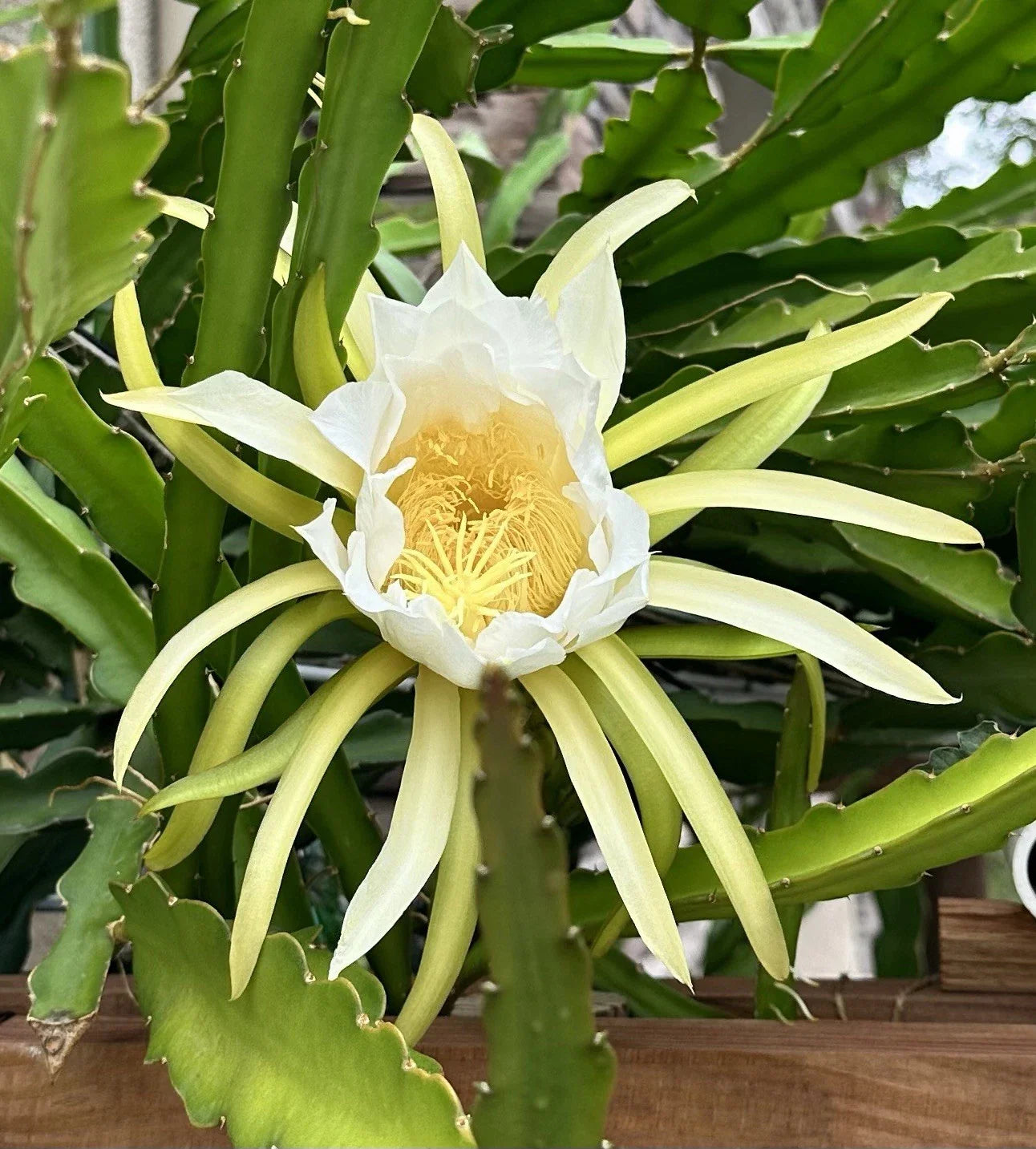 Dragon Fruit Cuttings 8-10 Inch Long, Pitaya Varieties, Fresh Plant Propagation, Hylocereus spp.