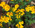 Mexican Tarragon Seeds, NON-GMO, Texas Tarragon, Mexican Mint Marigold, Tagetes lucida
