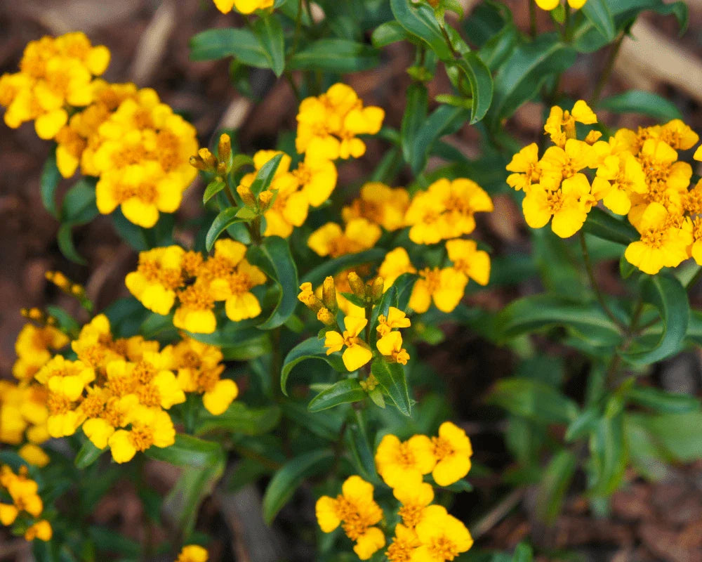 Mexican Tarragon Seeds, NON-GMO, Texas Tarragon, Mexican Mint Marigold, Tagetes lucida