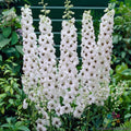 Pacific Giant Galahad Delphinium Seeds - 200+ Pack - Blue Flower - Delphinium elatum - Garden Seeds - USA