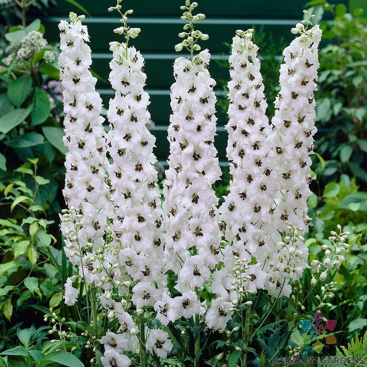 Pacific Giant Galahad Delphinium Seeds - 200+ Pack - Blue Flower - Delphinium elatum - Garden Seeds - USA