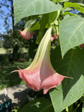 FLAMENCO Brugmansia Angel's Trumpet Plant - Large Peach Salmon Flowers - Fragrant Tropical Shrub