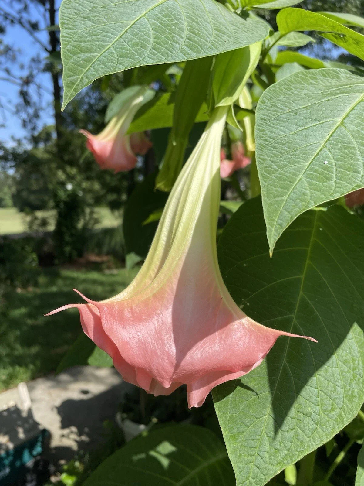 FLAMENCO Brugmansia Angel's Trumpet Plant - Large Peach Salmon Flowers - Fragrant Tropical Shrub