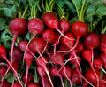 Radish Seeds 200+ Early Scarlet Globe Survival Vegetable Raphanus sativus - Non-GMO, Heirloom