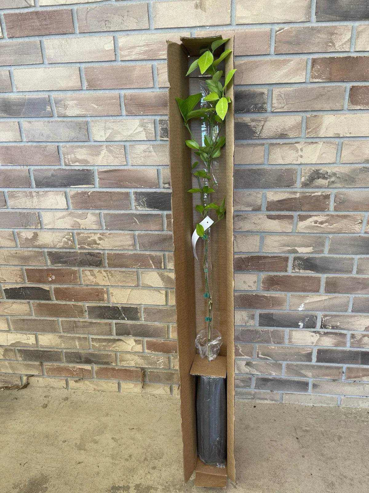 Sweet Valencia Citrus Tree 4 Ft Budded with Pot - Healthy Roots - Citrus sinensis