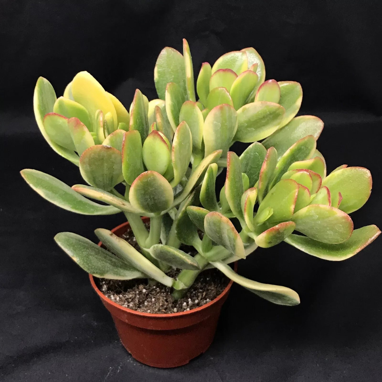 Jade Lemon Lime Plant Starters, 4-6 Inches, Rooted Cuttings, Citrus x limonia, Indoor/Outdoor Gardening