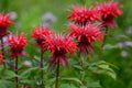 Red Bee Balm Seeds - 100 Pack - Hummingbird Flower - Monarda didyma