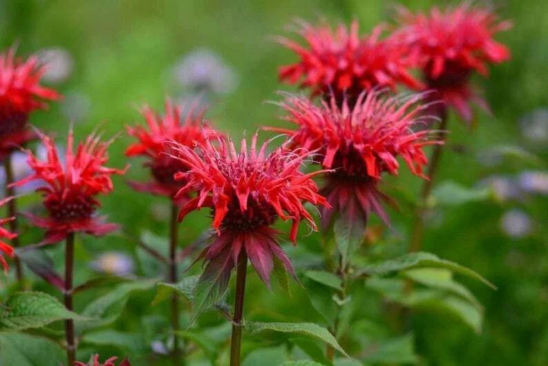 Red Bee Balm Seeds - 100 Pack - Hummingbird Flower - Monarda didyma