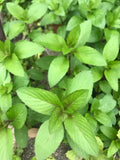 Chocolate Mint Culinary Herb Plants - 5 Perennial Rau Hung Cay Mentha - Aromatic Garden Herb for Cooking and Tea
