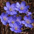 Hepatica Bare-root Plant | Anemone hepatica | Perennial Wildflower | Early Spring Bloomer