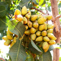 Pistachio Tree Seeds | Green Nut Perennial | Pistacia Vera | Fast Shipping 2025