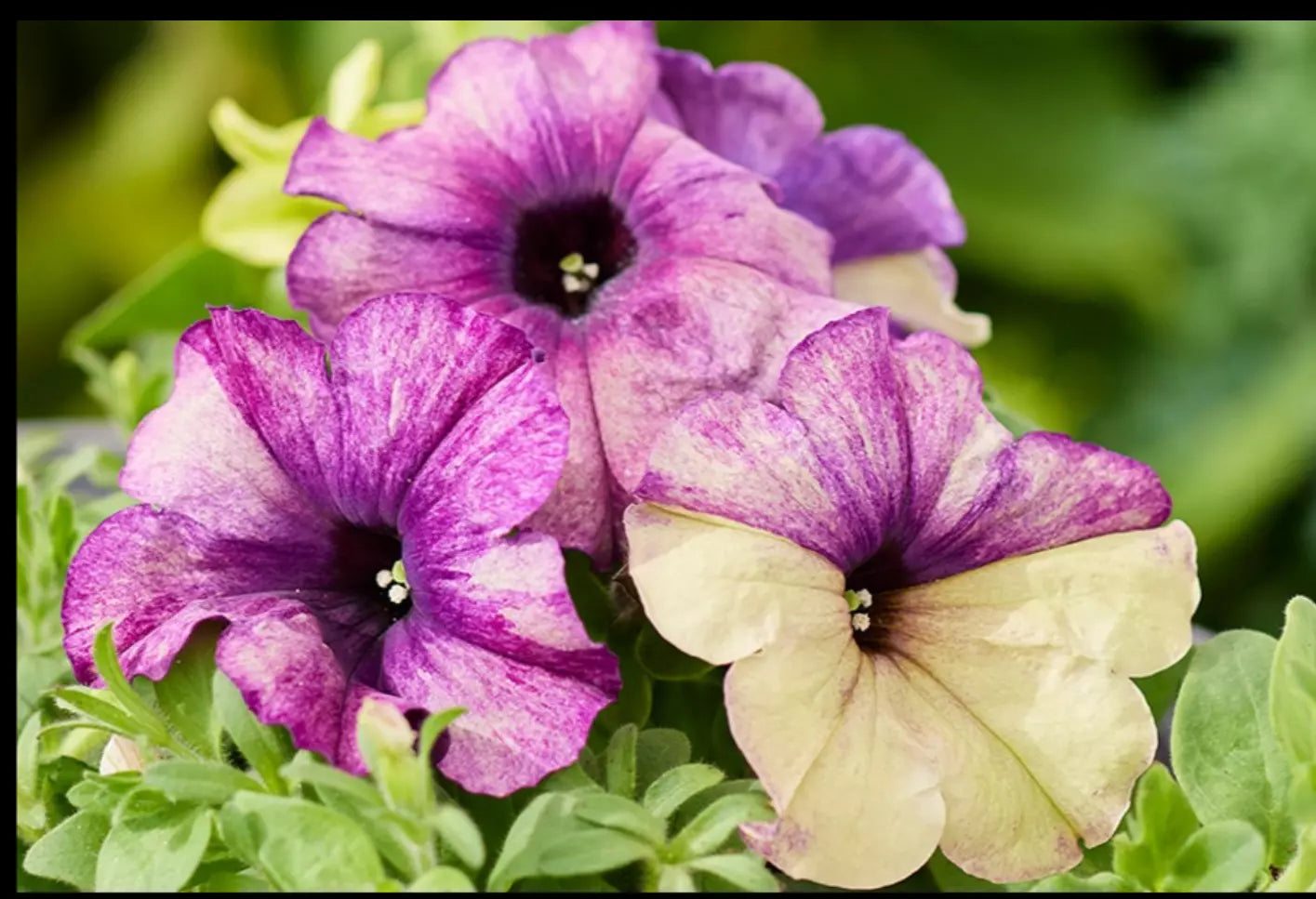 Petunia Plugs, 10 Baby Plants, Shake Blueberry Variety, Petunia 'Shake Blueberry', Heat Tolerant, Unique Color Blend