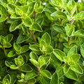 Italian Oregano Herb Seeds, Non-GMO, Origanum Vulgare, Variety Sizes, Culinary Herb Gardening