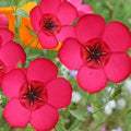 Flax Seeds - 500 Non-GMO Scarlet Red Annual Wildflower for Pollinators - Partial Shade (Linum usitatissimum)