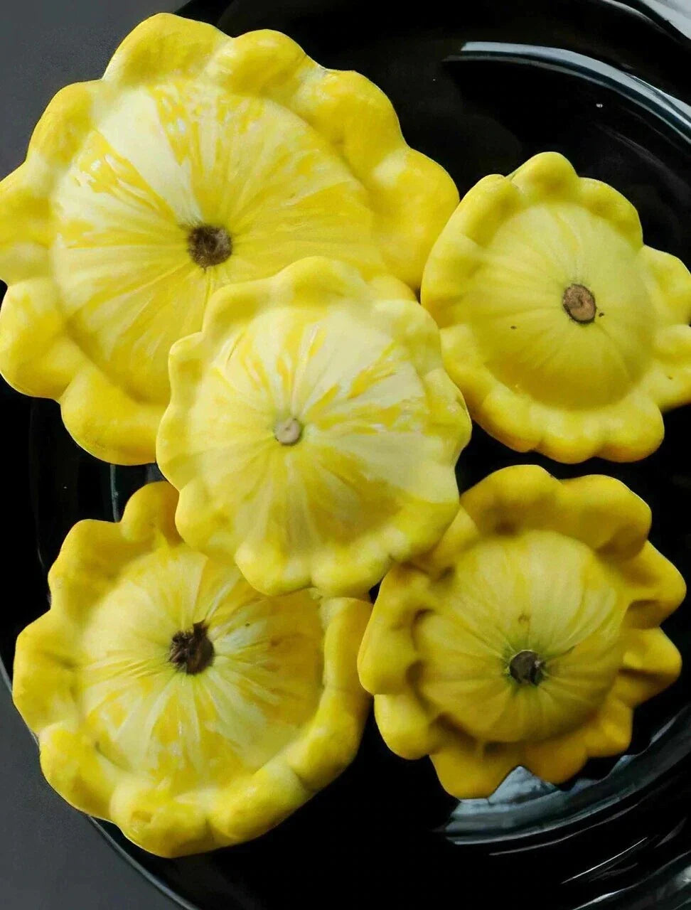 Yellow Bush Scallops Seeds - 20-700 Count - Golden Custard Patty Pan Summer Squash - Cucurbita pepo