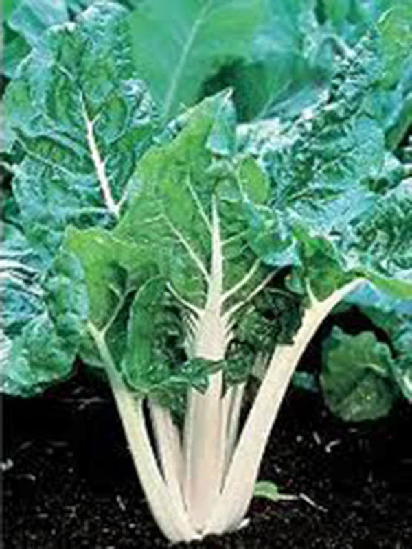 Swiss Chard Seeds, Large White Ribbed Heirloom, 25+ Seeds, Tasty Crisp Leaves, Beta vulgaris subsp. cicla