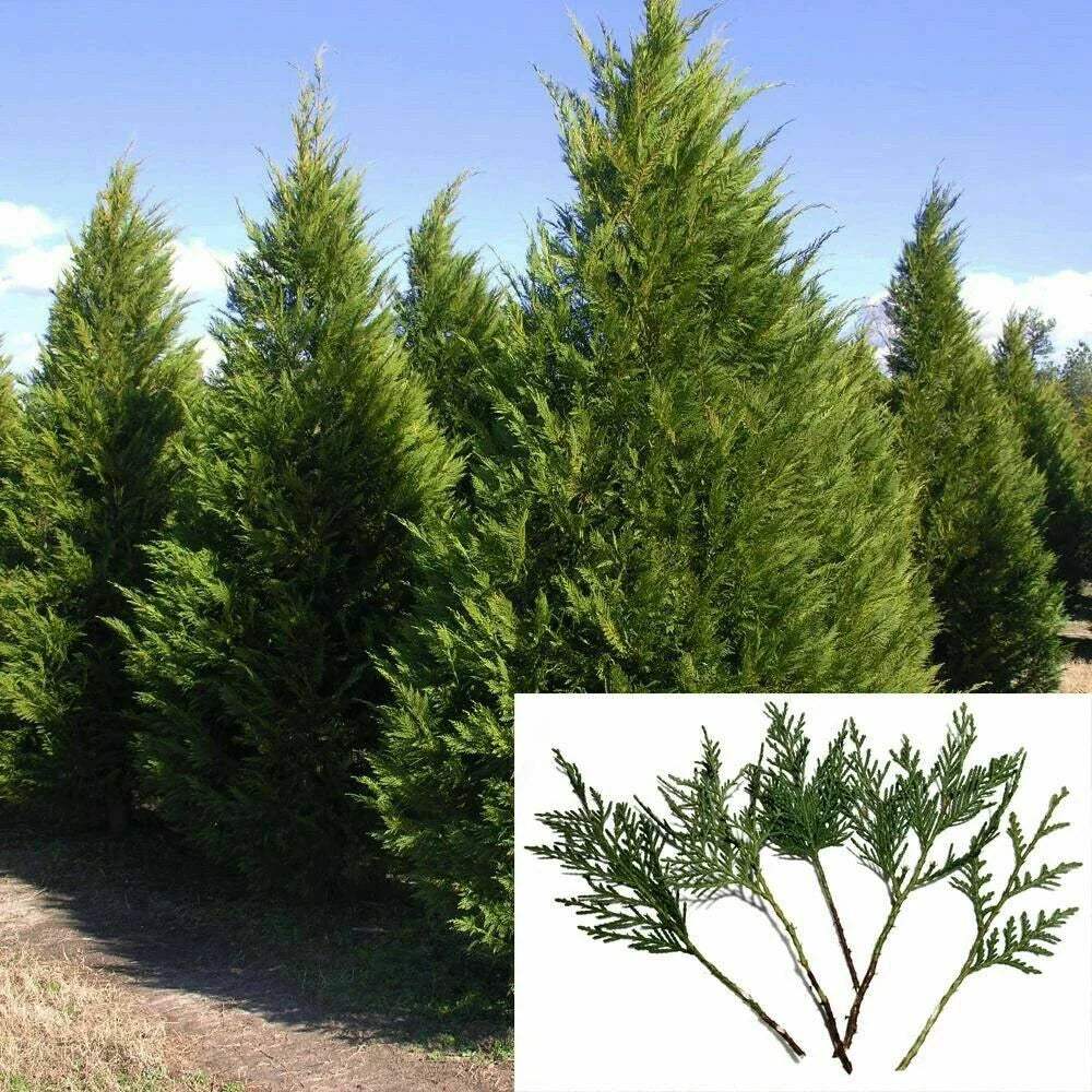 Leyland Cypress Cuttings 6-8" | Fast Growing Privacy Screen Trees | Cupressocyparis leylandii