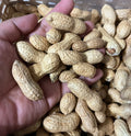 Virginia Jumbo Peanut Seeds - 40+ Count for Planting - Arachis hypogaea - High Yield Variety