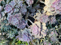 Graptopetalum Purple Delight Succulent Plant in 4” Pot - Rare Indoor Plant for Home Decor, Succulent Collection