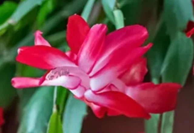 Red Thanksgiving Cactus Cuttings 2 FRESH Schlumbergera truncata Holiday Plant