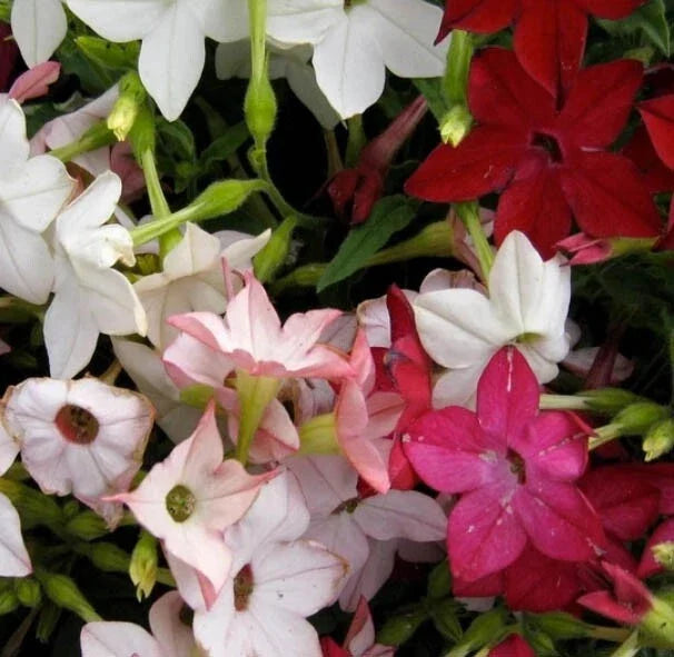 Tobacco Seeds - 1000 Non-GMO SENSATION Mix (Jasmine) - Fragrant Flowers - Nicotiana