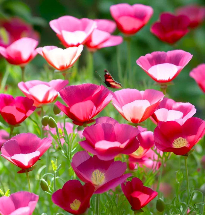 Carmine California Poppy Seeds | Pink Rose Purple Flower Seed | Papaver californicum | Fast Shipping 2025