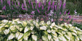 Hosta Plants 3-Pack Gold Standard Bare Root Perennial (Hosta 'Gold Standard') 16" Leaves, Child & Pet Safe, Pre-Order 2025