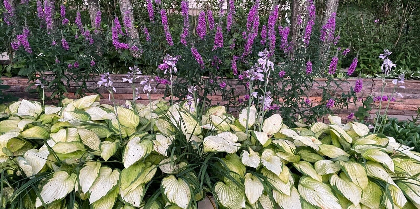 Hosta Plants 3-Pack Gold Standard Bare Root Perennial (Hosta 'Gold Standard') 16" Leaves, Child & Pet Safe, Pre-Order 2025