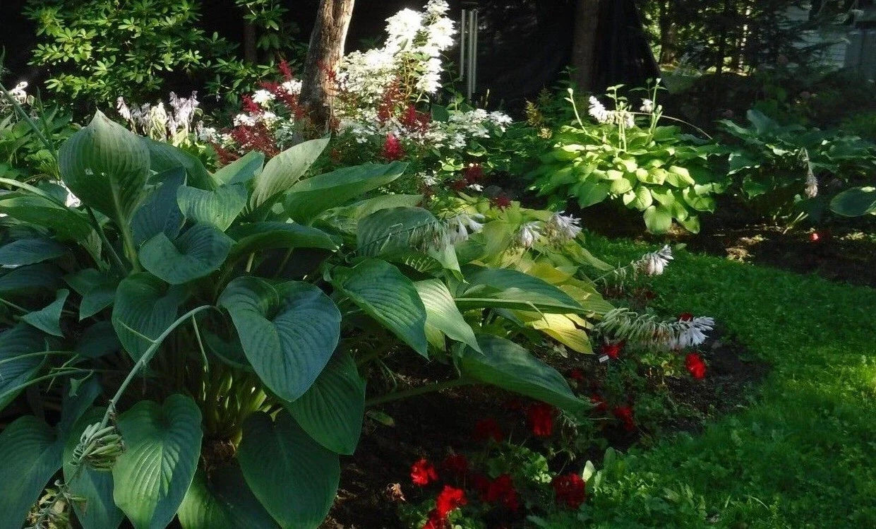 Hosta Seeds Mix - Large to Giant Perennial Seeds - Colorful Leaf Shapes - 25+ Seeds (Hosta spp.)