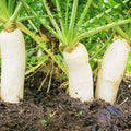 Daikon Radish Seeds - 300+ Count - Japanese Winter White - Raphanus sativus