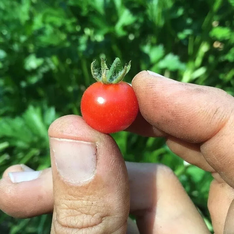Red Currant Tomato Seeds - 10+ Heirloom Organic NON-GMO - Solanum lycopersicum
