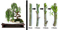 Dragon Bonsai Cuttings - Weeping Willow Tree - Thick Trunk Dwarf - Salix babylonica