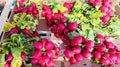 Pink Beauty Radish Seeds - 500+ Count - Fast-Growing Garden Variety - Raphanus sativus