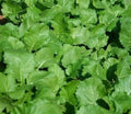 Seven Top Turnip Seeds, 1000+ Count, Vegetable Salad Greens, Brassica rapa, Garden Seeds, Heirloom Variety