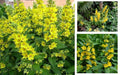 Yellow Loosestrife Root Systems Starts - Perennial Plants for Marsh, Wetlands, and Bog - Lysimachia vulgaris
