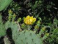 Live Engelmann's Prickly Pear Cactus Cutting - Fresh Green Succulent Plant - Opuntia Engelmannii