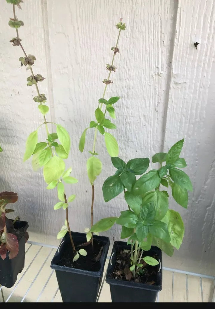 Thai Basil Plant - One Live Plant - Aromatic Culinary Herb (Ocimum basilicum var. thyrsiflora)