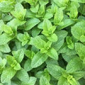 Premium Spearmint Herb Seeds - 200 Fresh Seeds - Mentha spicata - Versatile Culinary and Aromatic Uses