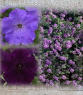 Lantana & Petunia Combo Live Plants Plugs, 6" Baby Plants, Dark Purple & Lavender, Lantana Trailing Lavender, Petunia Easy Wave