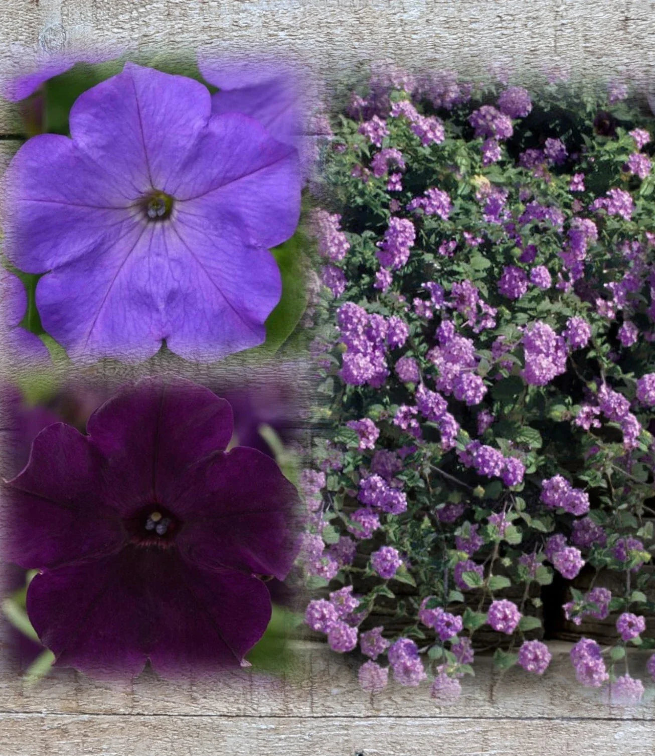 Lantana & Petunia Combo Live Plants Plugs, 6" Baby Plants, Dark Purple & Lavender, Lantana Trailing Lavender, Petunia Easy Wave