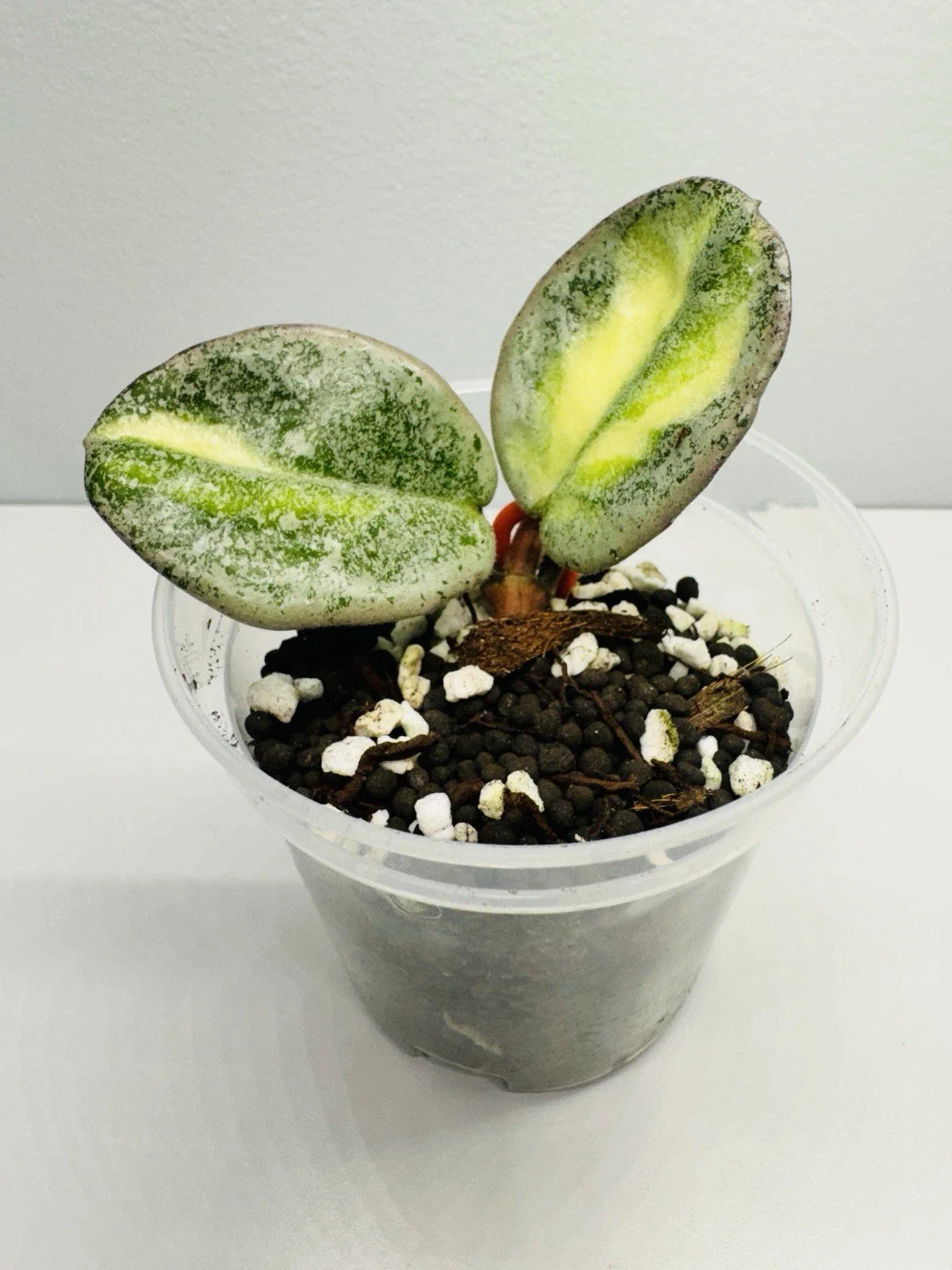 Hoya Argentea Princess Rooted Cutting Starter Plant - 3.5" Variegated Hoya - Hoya carnosa var. argentea