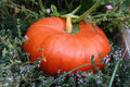 Cinderella Pumpkin Seeds 100g Rouge vif d'Etampes Pumpkin Pie Halloween Variety - FREE SHIP