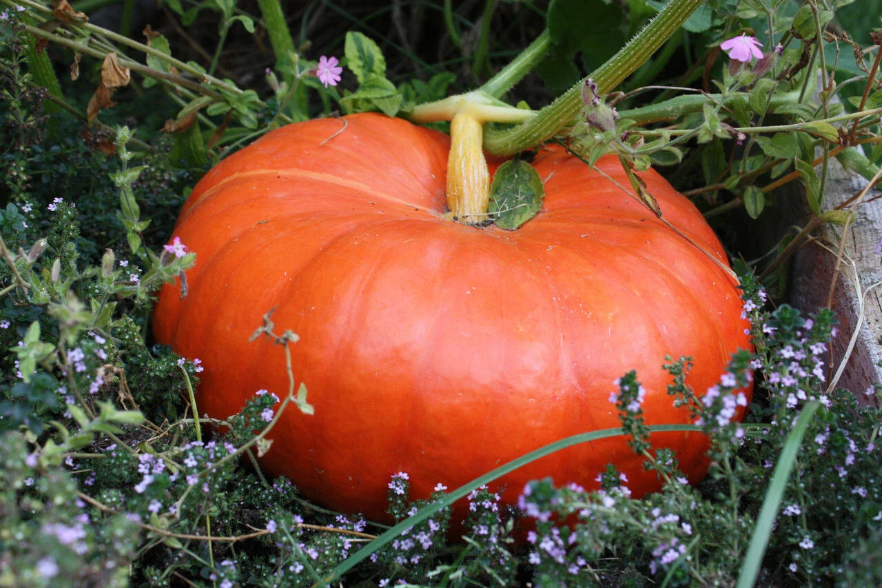 Cinderella Pumpkin Seeds 100g Rouge vif d'Etampes Pumpkin Pie Halloween Variety - FREE SHIP