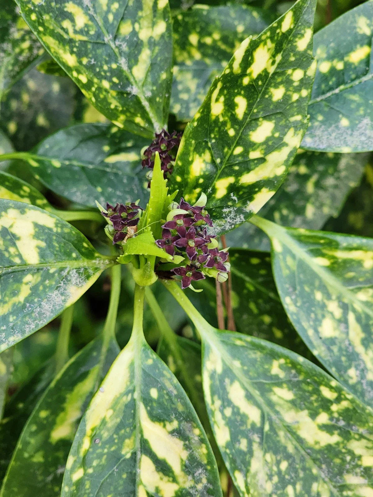 Gold Dust Variegated Aucuba Live Plant Bare Root - Aucuba japonica Variegata