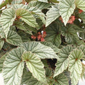 Angel Wing Begonia Plant - Snow Capped Variety - Easy Care House Plant - Perfect for Indoor Gardening - Begonia maculata